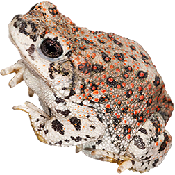 Red Spotted Toad